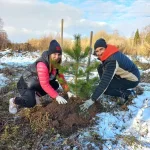 Самойлов И. и Тарусова Н. Посадка сосны в парке , г. Рыбинск